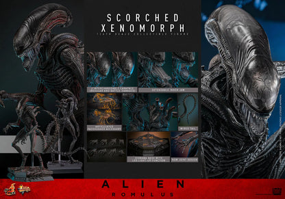 Hot Toys 1/6 Scorched Xenomorph - Alien Romulus Sleek Geek Collectibles